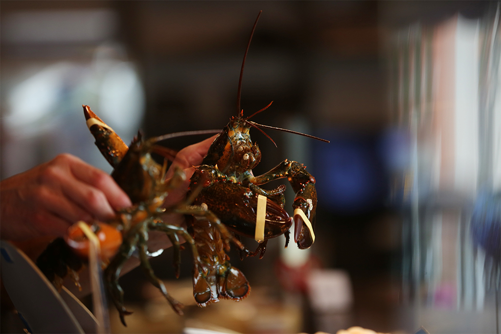 Close-up view of hand picking up live lobster.